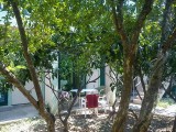 Дом с цитрусовым садом